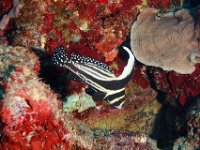 Spotted Drum Adult, he is striped with white spots