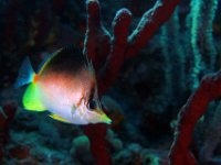 Longsnout Butterflyfish