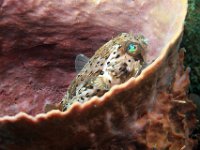Balloonfish is a spiny puffer.  This one is resting inside a barrel sponge.
