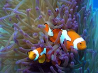 Clown Anemonefish Papua New Guinea