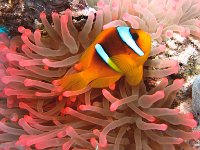 Red Sea Anemone Fish Egypt