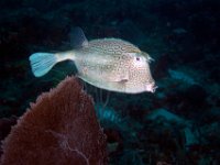 Boxfish Honeycomb Cowfish