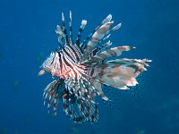 Lionfish