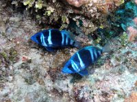 Indigo Hamlet Sea Bass