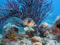 Barred Hamlet Sea Bass