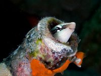 Goby in a beer bottle with orange cursted coral around it.  He seems happy. Paupa New Guinea
