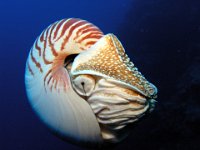 Nautilus live at a 1000 feet.  A cage was lowered down and they brought them up to 80 feet. Amazing, this is no longer done. I feel blessed to have seen and held one.  Papua New Guinea