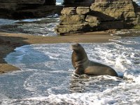 Male Sea Lion Galapagous