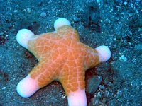 Fat Fingered Sea Star