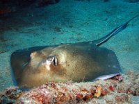 Southern Stingray he is about 5 feet across. Bahama