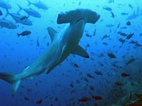 Scalloped Hammerhead Shark Galapagos Islands