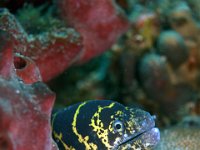 Chain Moray Eel Domimica Island