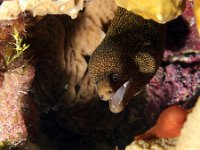 Goldentail Moray