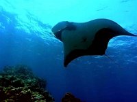Giant Mantaray Galapaous