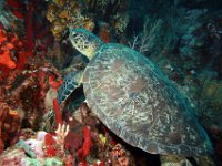 Adult Green Turtle St. Kits