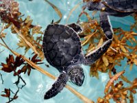 Loggerhead Hatchling Turtle Florida