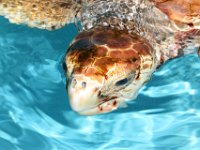Adult Loggerhead Turtle Florida