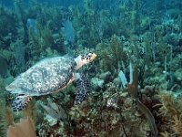 Hawksbill Turtle Roatan Honduras