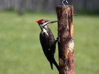 Pileated Woodpecker Female