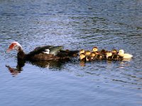Musccovy Duck with her babies, notice the gold one on the end, not one of hers...