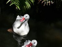 Coscoroba Swan it has red beak, legs and feet.