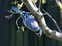 Bluejay with his wonderful colors