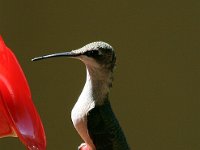 North Carolina Hummingbird