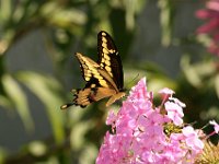 Swallowtail in my flowerbed 2