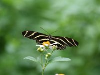 Pinao Board Butterfly